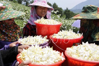 �й�����������ֲ���������Ů�ɻ������