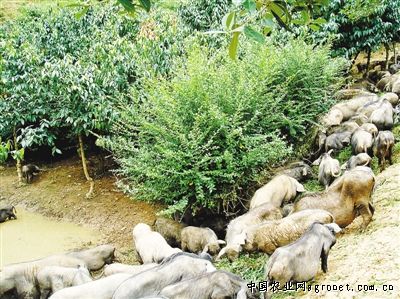 ���쿪�أ���ɫ��ֳ ������