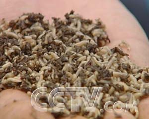 ÿũ̶µĲ񼦵 ÿũ ũҵ¸  ũҵ 