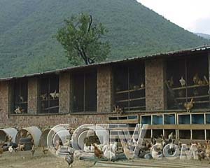 ÿũ̶µĲ񼦵 ÿũ ũҵ¸  ũҵ 