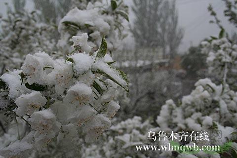 新疆伊犁河谷花开时节下大雪(组图)