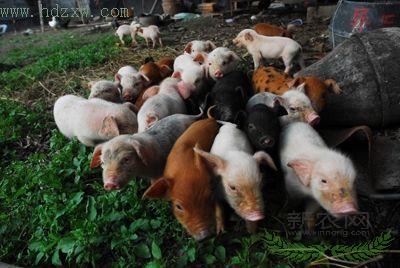 ĸ��һ̥����28�� ����ͷ����ιʳ(��ͼ)