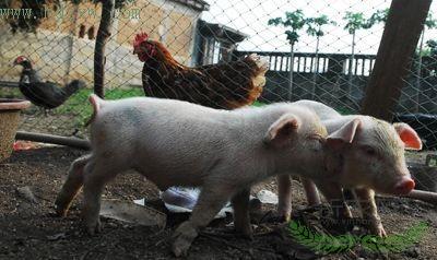 ĸ��һ̥����28�� ����ͷ����ιʳ(��ͼ)