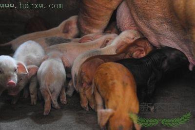 ĸ��һ̥����28�� ����ͷ����ιʳ(��ͼ)