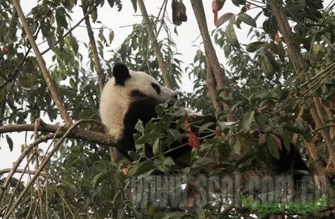 �Ĵ�����è��������Ǩ�� Ӧ��ȫ���ůЧӦ(ͼ)