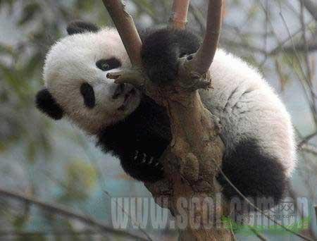 �Ĵ�����è��������Ǩ�� Ӧ��ȫ���ůЧӦ(ͼ)