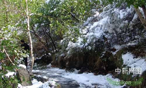 Ұ°ٲɭֹ԰·ѩ(ͼ)