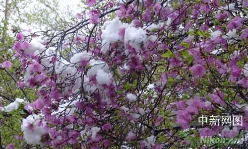 Ұ°ٲɭֹ԰·ѩ(ͼ)