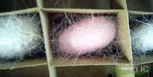 苏州吴江成功育出彩色“蚕宝宝”(组图)