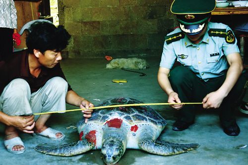 ���񲶻�300��󺣹� ��1.2����170��(ͼ)