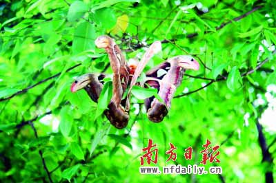 广东发现巨蝶翅宽20多厘米 似鹰头又似脸谱(图)