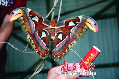 广东发现巨蝶翅宽20多厘米 似鹰头又似脸谱(图)