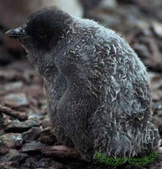 �ϼ����򷴳���������������ֻС��챻����(ͼ)