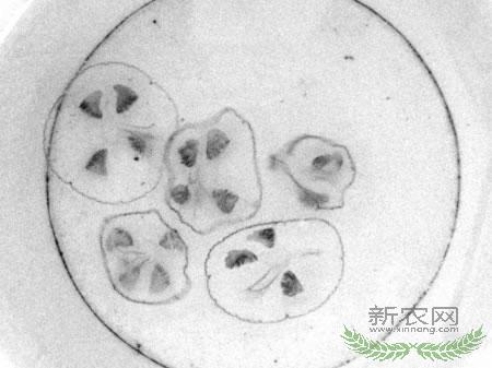 �Ĵ����ݷ���ˮ�й����һ�ˮĸ(ͼ)