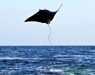 �������񲶻�3000�ﳬ����ħ���㡱(ͼ)