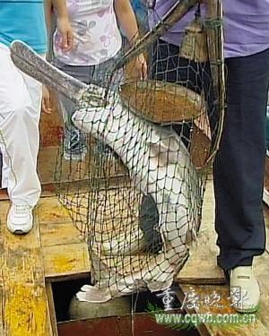 重庆芙蓉江怪鱼身长1.33米 吻部达33厘米(图)