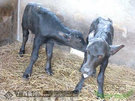 ����������̥�ָ�-�Ա�����Թ�ˮţ�ڹ�������