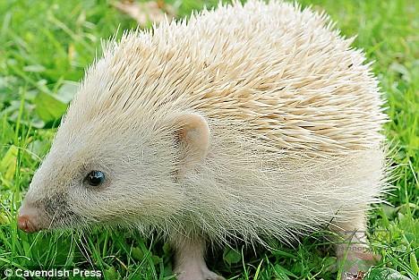 Ӣ�����ֺ������ɫ��� ���Ź���Ȼ(ͼ)