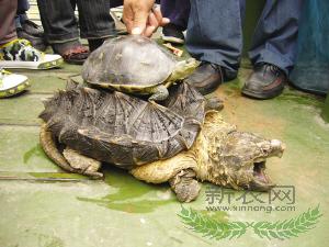 ���������ֹ곤�����ǿ�(ͼ)