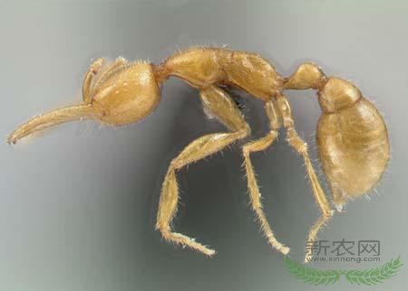 科学家发现“火星蚂蚁” 通体金黄没有眼睛