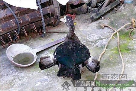 鸭子长出四只翅膀 疑因受精时基因变异(图)