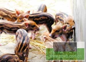 大巴山自然保护区里养了一群斑马猪(图)