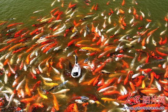 池塘上千鲤鱼反击偷袭鸭子(组图)