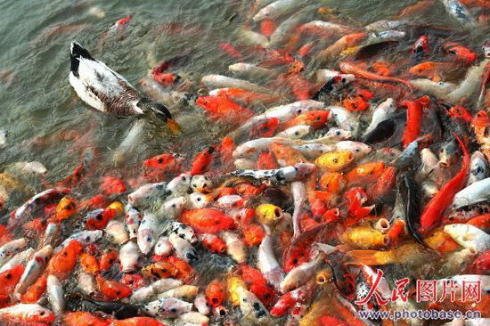 池塘上千鲤鱼反击偷袭鸭子(组图)