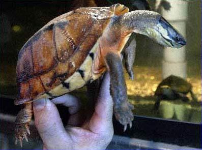 点击浏览下一张