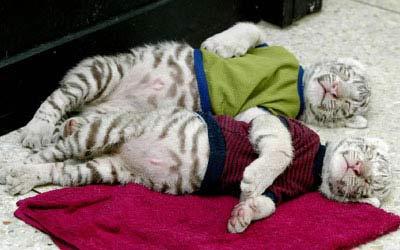 点击浏览下一张