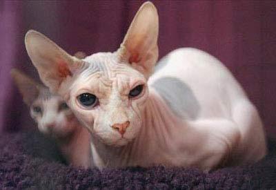 点击浏览下一张