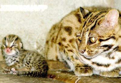 点击浏览下一张