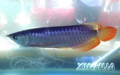 点击浏览下一张