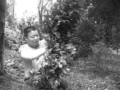 “江阳花木第一人”种出千万资产