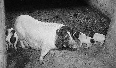 郭璐养殖的巴马香猪 郭璐养殖的巴马香猪