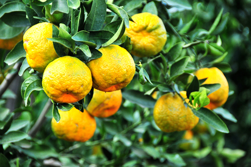 示范园硕果累累 示范园硕果累累