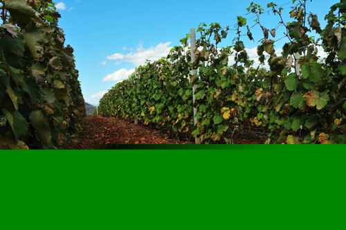 云福公司葡萄示范园十分标准化 云福公司葡萄示范园十分标准化