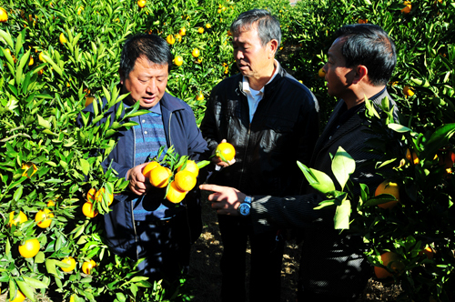 县农业局负责人与示范种植果农谈经验找不足 县农业局负责人与示范种植果农谈经验找不足