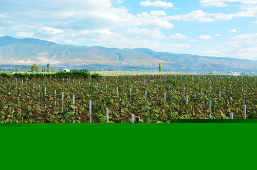 金牛镇罗官营葡萄示范园 金牛镇罗官营葡萄示范园