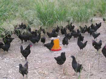 贫困村引进五黑鸡打开致富门