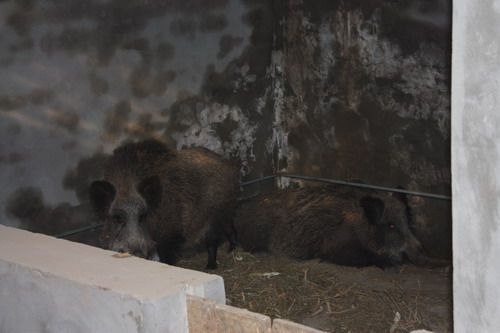 农三师四十六团职工饲养野猪走特色致富路