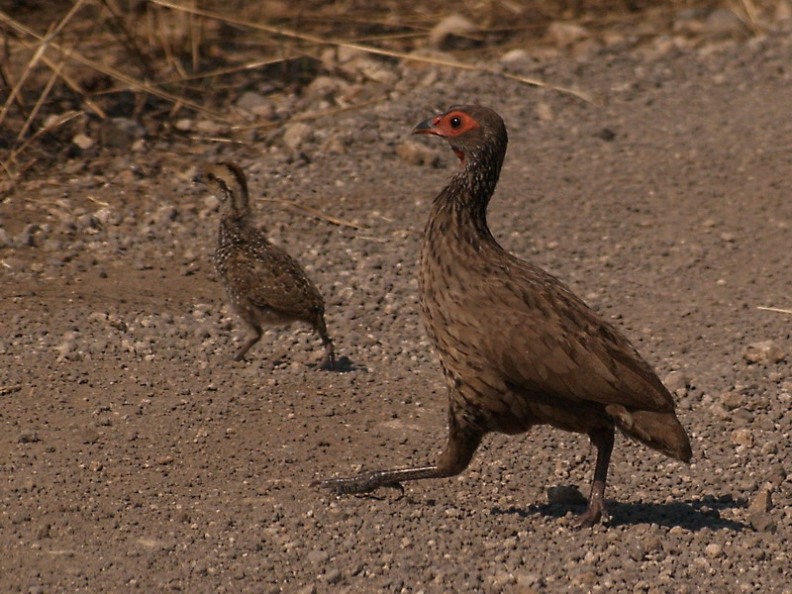 ��ɫũҵ����ũ�¸���ͼ�������