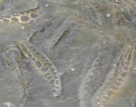 重庆铜梁县返乡农民工周运明养殖黑鱼年赚两百万