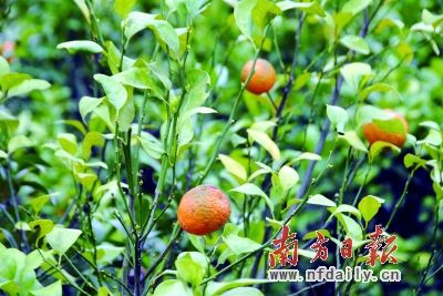 Ⱦ󣬸̽۹ʵСΣɫȡ