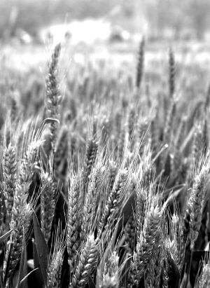 主要粮食品种不得擅用转基因技术 主要粮食品种不得擅用转基因技术