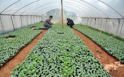 2月21日,在广西南宁市吴圩镇那助坡,当地农民在培育西瓜秧苗。开春以来,广西各地广泛采用农作物“三避技术”(避雨、避寒、避晒)应对连续阴冷天气给春种春播带来的不利影响,确保春耕生产顺利进行。新华社记者 陆波岸 摄