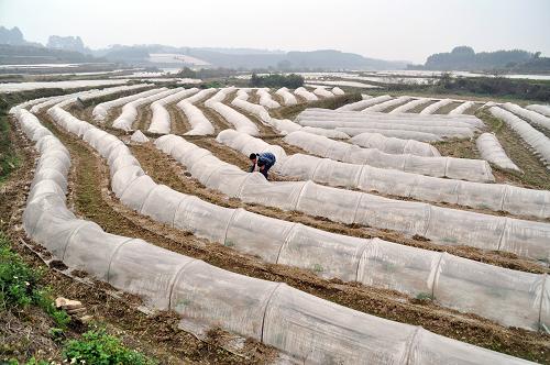 2月21日,在广西南宁市吴圩镇六么坡,一位农民在农田劳作。新华社记者 陆波岸 摄