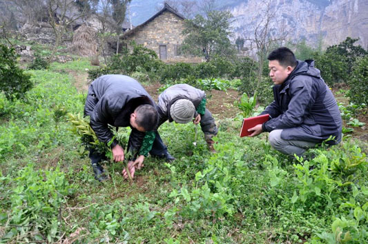 四川叙永:农业局专家深入彝乡田间指导甜橙生产 四川叙永:农业局专家深入彝乡田间指导甜橙生产