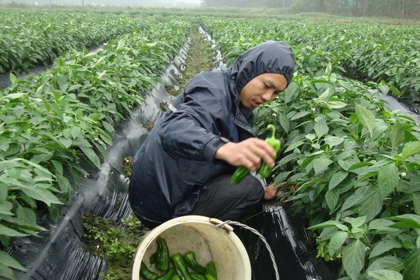 ���¹���������Ϯ���� ��ũ�ƹϲ˲�����Ӱ��