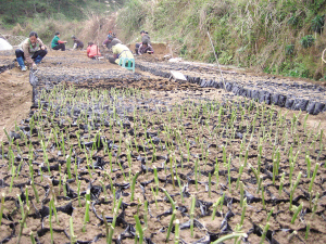 在马山县乔利乡三乐村百香果幼苗插扦基地里,村民们正在忙碌。 百香果让马山农民“尝甜头”